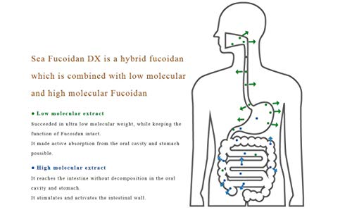 Sea Fucoidan DX 900 ml × 12 Botellas sin azúcar con vaso medidor miniatura 2