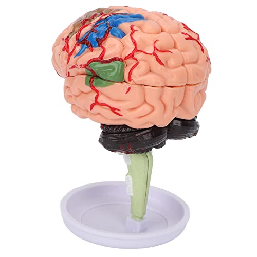 Modelo de cerebro anatómico 4D interactivo con estructura transparente de vinilo 6