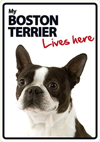 Boston Terrier Lives Here Plastic Sign
