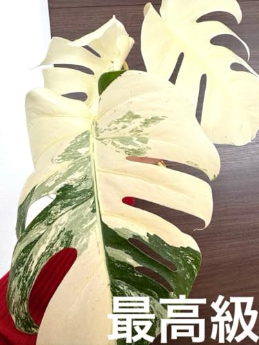 モンステラ ホワイトタイガー」の人気商品一覧 | 安い商品を通販サイト