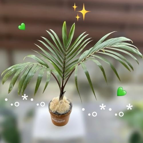 観葉植物 トックリヤシ」の人気商品一覧 | 安い商品を通販サイトから