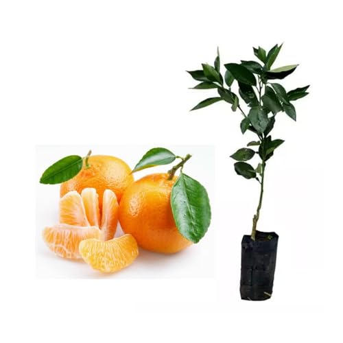 AMK Jardinagem e Paisagismo, Muda de Tangerina Mexerica Rio 50 a 80cm AMK - Plantas Online