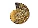 Ammonite Shell Cabochon, Natural Ammonite, Free Form Shape, 52Carat, 35x30x8MM SC-5985