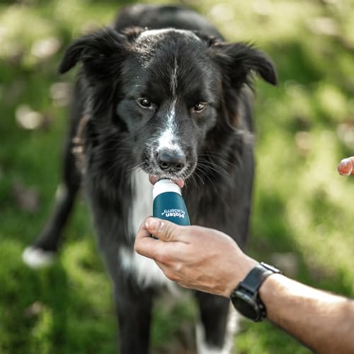 Pfoten Academy® Schlecktube - wiederbefüllbar - praktisch fürs Hundetraining - für jeden Hund geeignet - ideale Größe für die Hosentasche