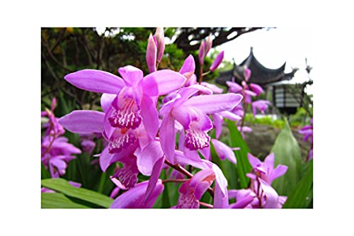 GARTHWAITE NURSERIES® : - UK Stockist : - Potted 1 Litre Bletilla Striata (Hyacinth Orchid) Bulbs Summer Perennial Plant