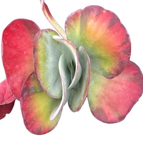 観葉植物 多肉植物 錦」の人気商品一覧 | 安い商品を通販サイトから