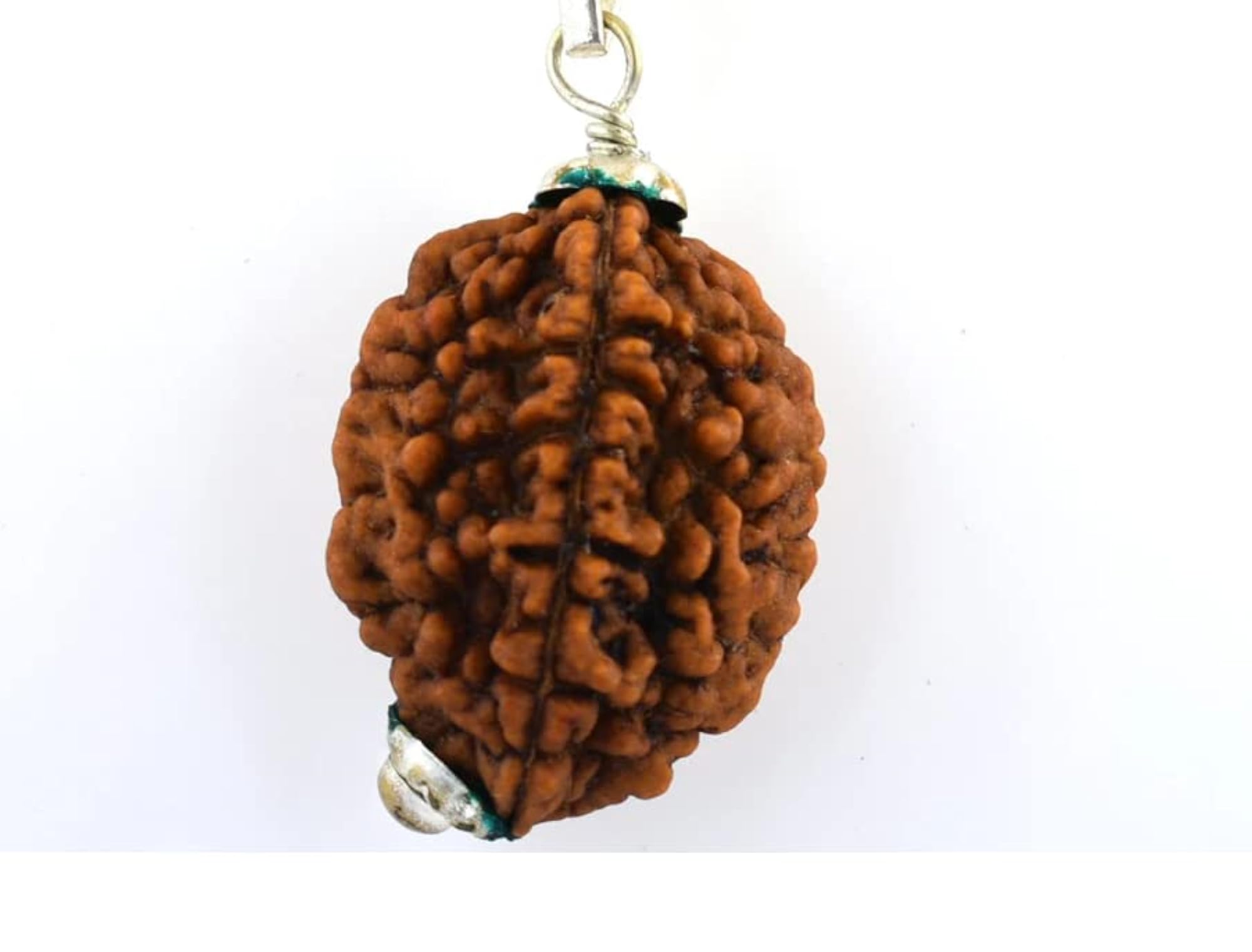 Do Mukhi Rudraksha Original Two Mukhi Rudraksha