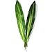 10 PCS Fake Faux Artificial Tropical Leaves Green Single Leaf for Home Kitchen Party Decorations / Warmter (Green)