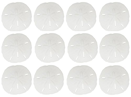 12 Round Sand Dollars 3 - 3.5