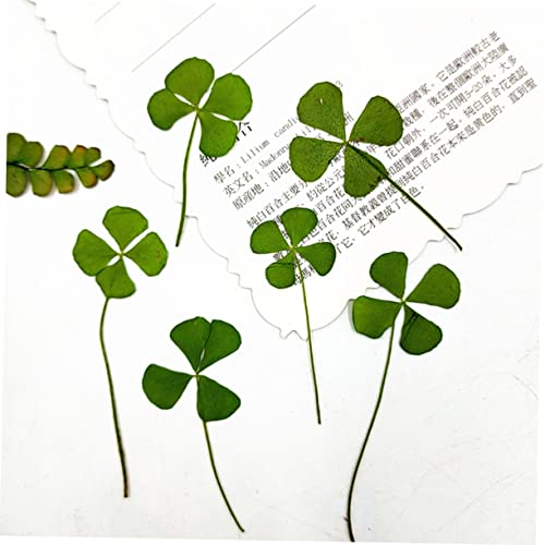 24 piezas de trébol natural seco para manualidades miniatura 3