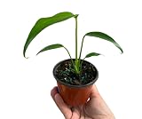 Monstera Burle Marx Flame, Live Indoor Tropical Plant, 3.5 Inch Grower Pot, Rare houseplant
