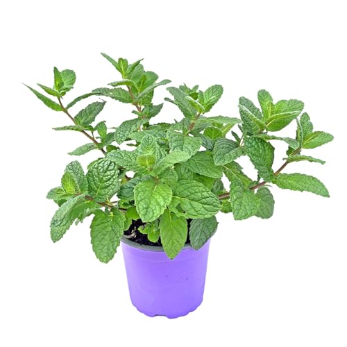 Marokkanische Tee Minze (Mentha-spicata) 1Pflanze