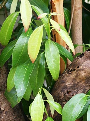 HYBRID Cinnamon Darchini Dalchini Plant Plants Tree (B0B5YJK29Z) Amazon Price History, Amazon Price Tracker