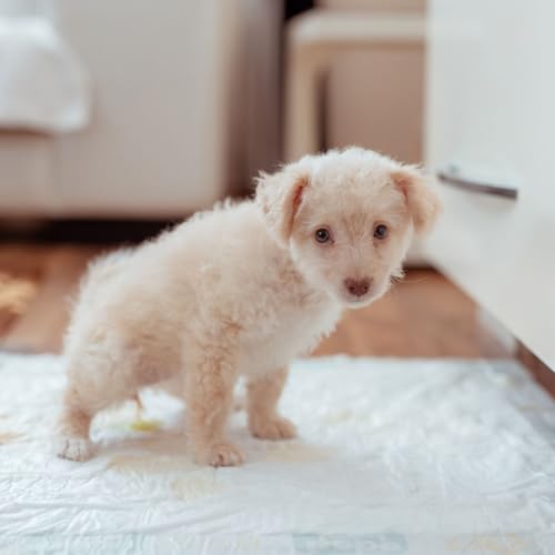 Tapete Higiênico Fralda Absorvente 80X60cm 50 Unidades Econômico p/ Cachorro Pet Envio Imediato