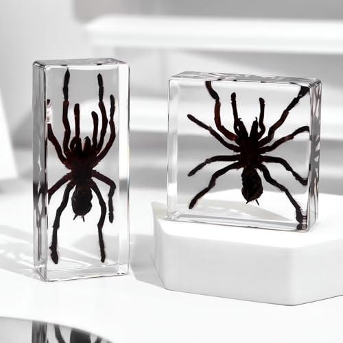 Image of Taxidermy Spider, 3pcs Insect Spiders Specimens in Resin for Closer-Look & Study in Safe Healthy, Novelty Fun & Educational for Classroom Teaching, Home Office Display (XS Size x2 + M Size x1)