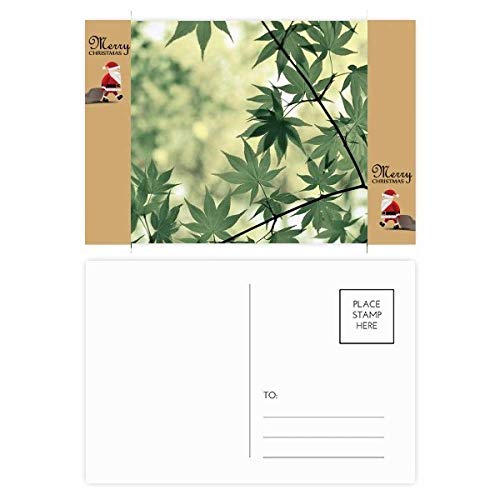 Cartes postales feuille d'érable par lot de 20 pour correspondance et vœux d'automne