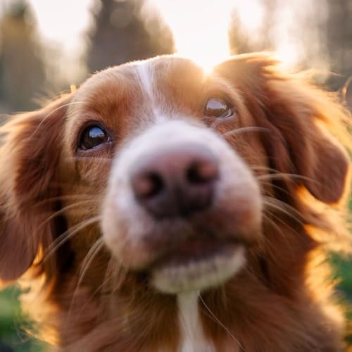 Nez sec, oreilles chaudes : pourquoi ces signes n&rsquo;indiquent pas une maladie chez le chien ou le chat