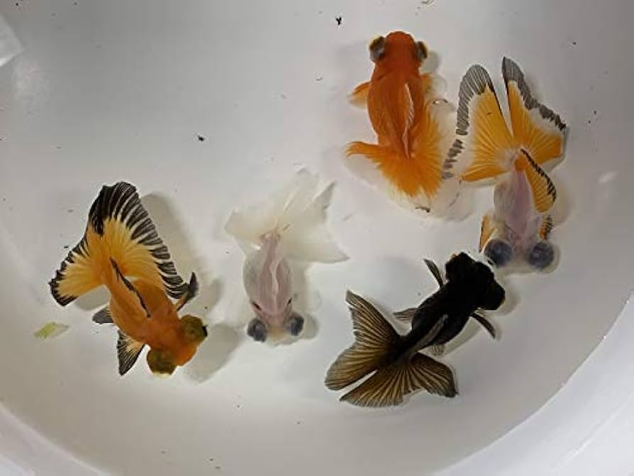 金魚】超激レア！ 薩摩産 もみじらんちゅう
