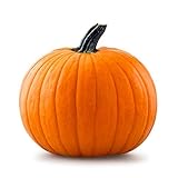 20 Big Max Pumpkin Seeds for Planting - Grows Big Giant Pumpkins up to 100 lbs! Heirloom Non-GMO Vegetable Seeds for Planting - Grown for Pies and Halloween Jack O Lanterns