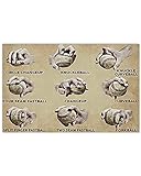  XCM Cartel de Chapa Vintage Baseball Pitching Grips Knowledge Metal Cartel de Chapa Retro Kitchen Garden Restaurant Farm Shopping Mall Bar Cafe Man Cave Farm Wall Decoration Iron Painting Metal Plate