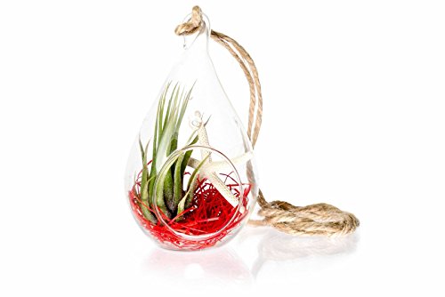 Hinterland Trading Air Plant Starfish Scene In Teardrop Terrarium Hinterland Trading Air Plant Starfish Scene In Teardrop Terrarium