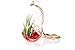 Hinterland Trading Air Plant Starfish Scene In Teardrop Terrarium