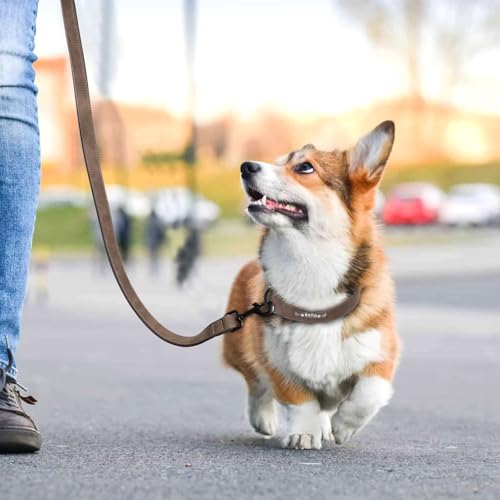 Didog Hundehalsband, weiches, gepolstertes, Leder, mit personalisierbarem, graviertem Namensschild, D-Ring. Für kleine und mittelgroße Hunde geeignet.