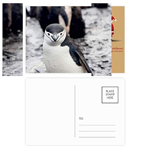 Cartes postales pingouin et Père Noël Organisme terrestre : lot de 20 pour vos vœux