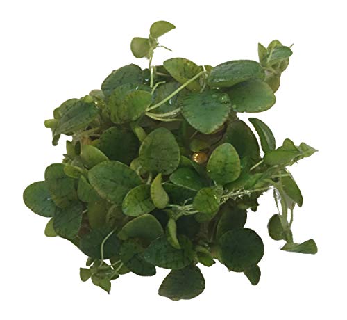 Limnobium laevigatum (Smooth Frogbit or Spongeplant) — in Vitro Live Aquarium Plants Shrimp Safe grown in The UK …