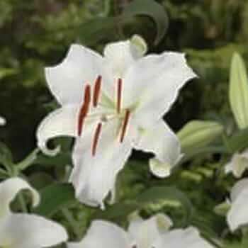 信州産　白カサブランカ球根 Amazon.co.jp: カサブランカ 球根 白 ホワイト 1球 オリエンタル