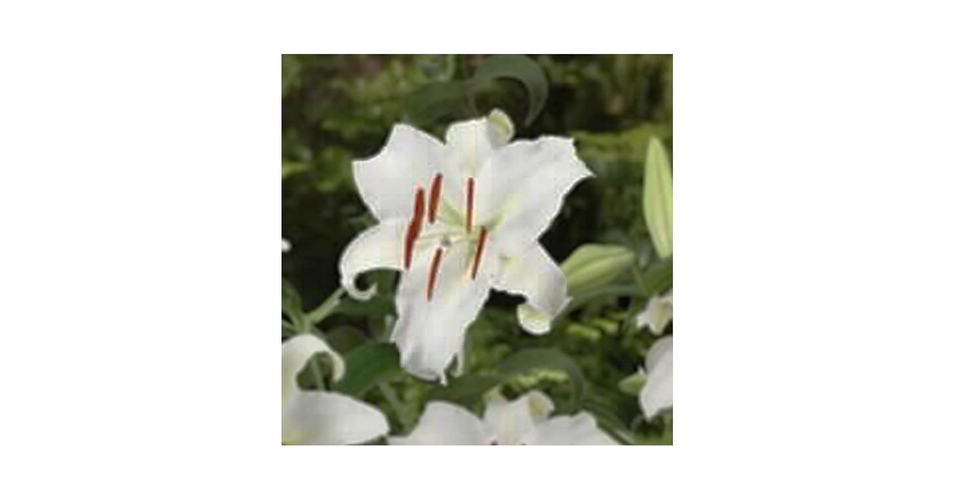 Amazon.co.jp: カサブランカ 球根 白 ホワイト 1球 オリエンタル