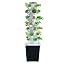 Gray|35plants