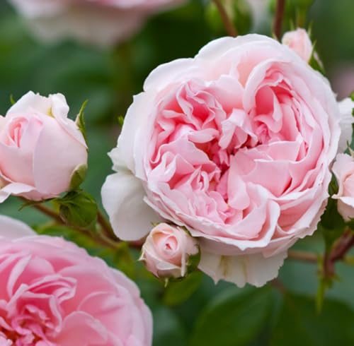 Aceite Esencial Rose de Mai, 1 mL, Orgánico y Puro miniatura 4