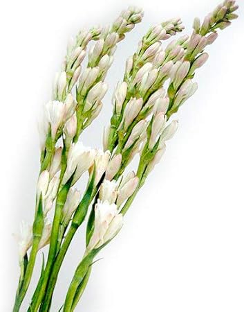 Amazon チューベローズ 生花 切り花 フラワー 5本 切り花 オンライン通販