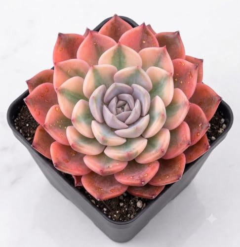 Image of Laxmi Kamal Live Indoor Lucky Plant for Wealth, Prosperity and Positive Energy, Low Maintenance Houseplant for Home and Office Decor PACK OF 1