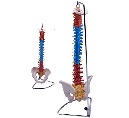 Sjdopulse Human Chiropractic Spine Model - Flexible Spine Model With Cervical Vertebrae Lumbar Vertebrae Model - Vertebrae Column With Pelvic - For Study Medical Teaching Model