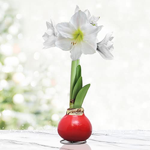 Red Base Waxed Amaryllis White Intokazi