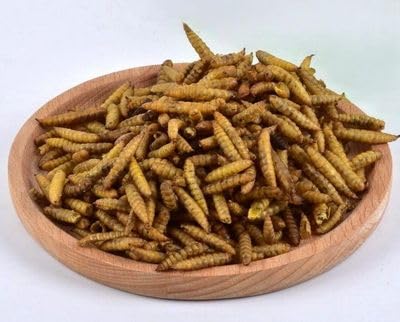 Illucens Naturprodukt: Soldatenfliegenlarven getrocknet, 10kg Soldatenfliegenlarven, Vogelfutter, Fischfutter, Schildkrötenfutter, Igelfutter (Insekten)