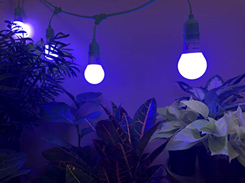 Miracle Led Powervine Seed To Flower Indoor Grow Light Kit - Includes 2 Blue, 4 Full, 2 Red Spectrum 100W Replacement Grow Light Bulbs & 1 4-Socket Corded Fixture (2-Pack) #TOP1