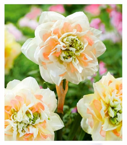 BALDUR Garten Narzisse 'Pom Pom Rose', 8 Zwiebeln, mehrjährig - winterhart, pflegeleicht, riesige, gefüllte Blüten, Kräftige Stiele, umwerfendes Farbspiel, Blickfang im Beet, Kübel und Vasen