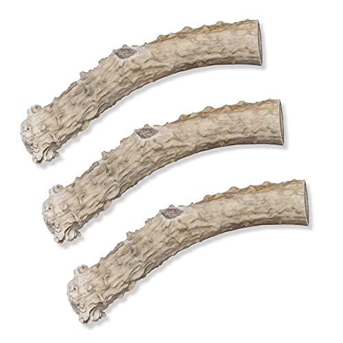 Bent & Freck Antler Dog Chew - Long Lasting, Odor Free, Safe, and Healthy Treats for Your Best Friend - Fresh, Ethically Sourced, Chews (3 Pack Bundle Size L)