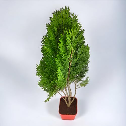 Golden Thuja Plant Indoor Air Purifying Live Golden Vidya Morpank...
