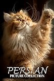 Persian Cat Photo Collection: Beautiful Full-Page Pictures of Persian Cats and Kittens for All Ages (Simple Photo Books).
