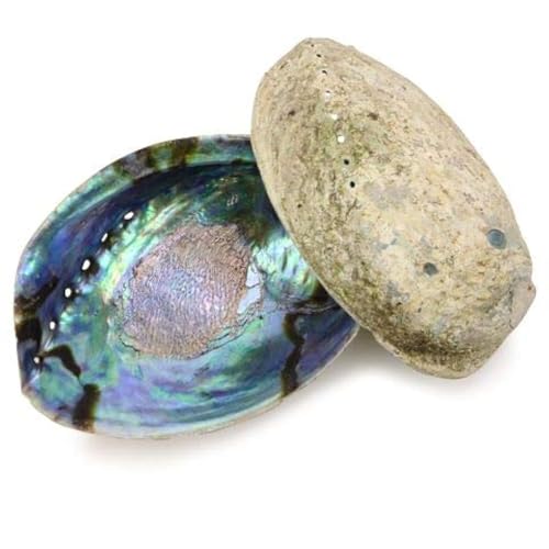 Ocean Shell Studios 5-6 inches Premium Natural Abalone (P?ua) Twin Pack for Smudging, Cleansing Home, Meditation, Shell Crafts,Incense Holder, Home Décor, 100% Natural, Sustainable.