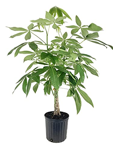 Money Tree Braid - Live Plant in an 10 Inch Growers Pot - Pachira Aquatica - Low Maintenance Pet Friendly Indoor Houseplant Money Tree Braid - Live Plant in an 10 Inch Growers Pot - Pachira Aquatica - Low Maintenance Pet Friendly Indoor Houseplant