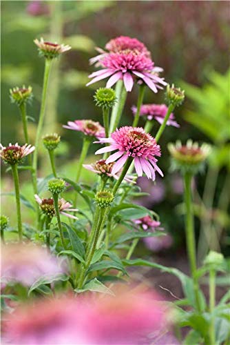 Echinacea purpurea im Topf – Winterhart, Mehrjährig, Pflegeleicht – Purpursonnenhut – Staude für Beet & Garten