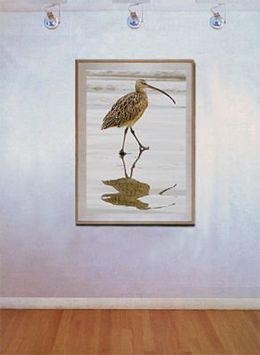 Long-Billed Curlew Fine Art Photo Cambria Big Sur By Michael Verlangieri