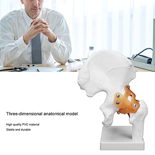 Image of Human Hip Joint Model with Ligaments, Ligament Bone Anatomical Model Professional Hip Bone Model Human Hip Joint Model Hip Joint Teaching Skeleton Bone Model for Classroom Education & Medical Training