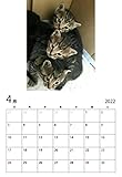 あおカレンダー2022年: ハンサム猫編