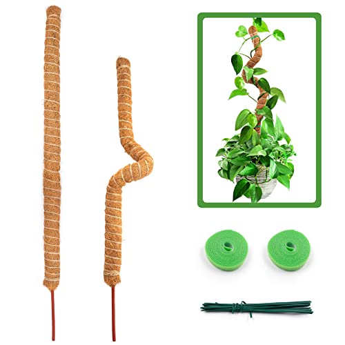 Cuyacili 2 Piezas Tutor para Plantas trepadoras 70 cm Bastón Tótem de Coco Forma para Plantas trepadoras de Interior Fibra de Coco piña Verde apoyar el Crecimiento de Plantas Cover
